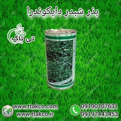 بذر شبدر زینتی دایکوندرا | بذر چمن رونده دایکوندرا