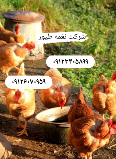 قیمت و فروش مرغ تخم گذار - طیور