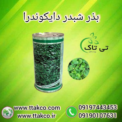 قیمت و خرید شبدر زینتی دایکوندرا ایتالیا 09190993466