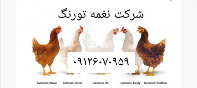 قیمت فروش مرغ تخمگذار لوهمن - طیور - طیور