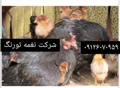 فروش مرغ تخمگذار لوهمن - طیور