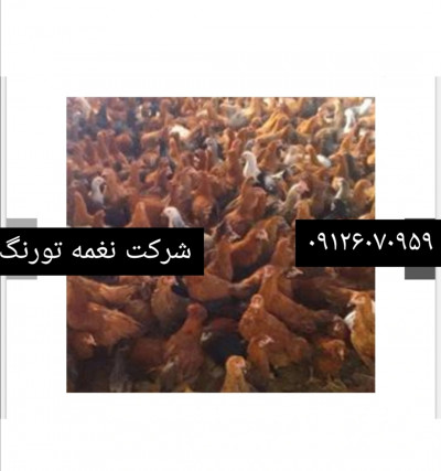 فروش مرغ تخم گذار لوهمن دم طلایی - طیور