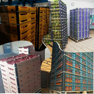 نبشی پلاستیکی میوه صادراتی و عمده - تی تاک 09197443453