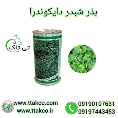 فروش بذر چمن ایتالیایی دایکوندرا با قیمت عالی