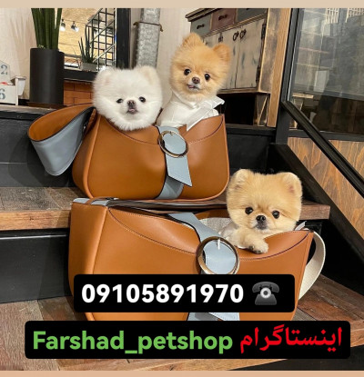 مرکز خرید فروش سگ های اپارتمانی مینیاتوری خانگی فنجونی جیبی پامر شیتزو پودل پامرانین  