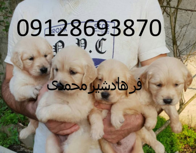 فروش سگ گلدن رتریور اصیل طلایی در تهران و کرج