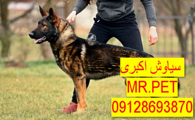 توله سگ ژرمن شپرد باهوش و بازیگوش