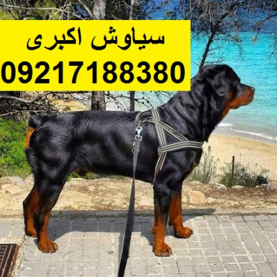 مرکز پرورش سگ روتوایلر اصیل خرید و فروش سگ 