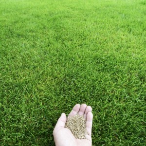 بذر چمن گرمسیری  | بذر چمن برموداگراس 09197443453