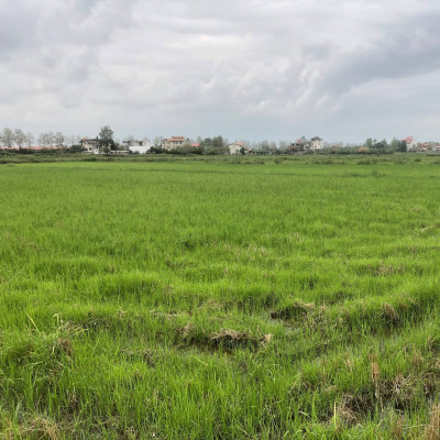 فروش زمین زراعی برنج به مساحت 1 هکتار در گیلان