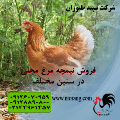فروش جوجه نیمچه مرغ و خروس - فروش طیور - استان تهران