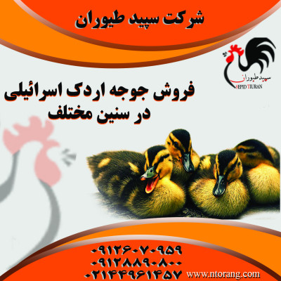 فروش جوجه اردک ، فروش اردک گوشتی - طیور - استان تهران