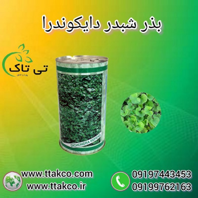 بذرچمن رونده و زینتی (شبدر دایکوندرا ) 09190993466