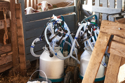 دستگاه شیر دوش گاو ، گوسفند ، بز و سایر احشام