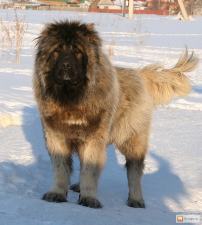 فروش ویژه سگ های قفقازی 