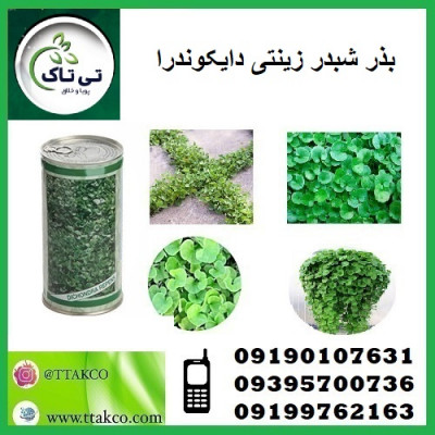 بذر چمن دایکوندرا  - 09395700736