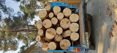خریدار چوب خریدار درخت برش هرس کف بری چنار کاج هیزمی صنعتی 