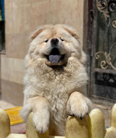 فروش و توزیع سگ چاو چاو زیبا