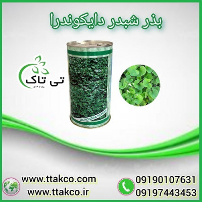 فروش بذر چمن دایکوندرا ، شبدر زینتی 09190993466