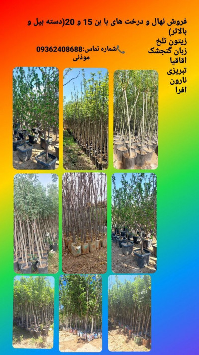 فروش انواع درخت زینتی غیر مثمر با بن ١۵ و ٢٠ (دسته بیلی و بالاتر) فضای سبز مخصوص جرایم شهرداری با قیمت مناسب