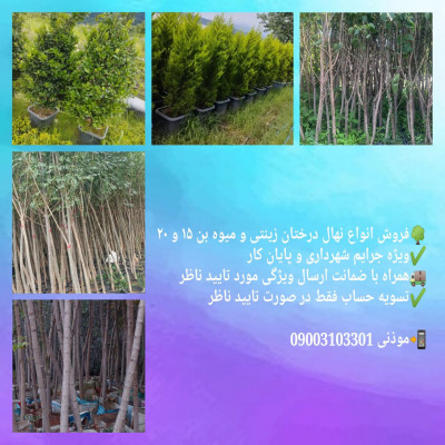 فروش نهال درخت بن ١۵ و بن ٢٠ جریمه کمیسیون ماده ٧ تهران