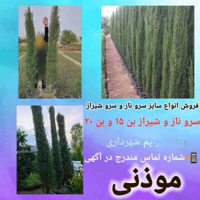 سرو شیراز بن ١۵ و بن ٢٠ - جریمه شهرداری تهران