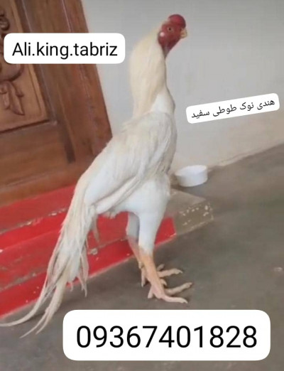 لاری هندی نوک طوطی دم طاووسی 
