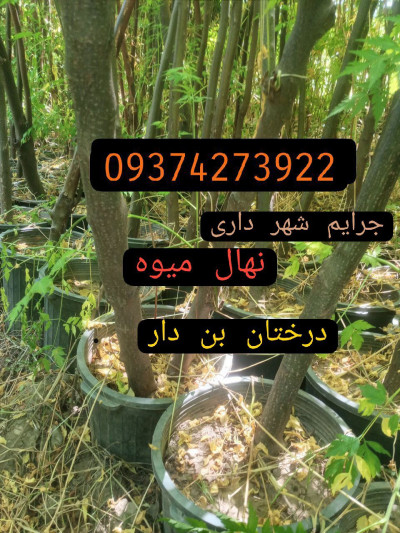 فروش مستقیم درختان جریمه شهرداری و پایان کار۲۰_۱۵