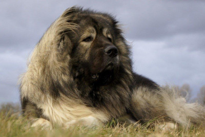 سگ نگهبانی وقوی برای فروش - قفقازی