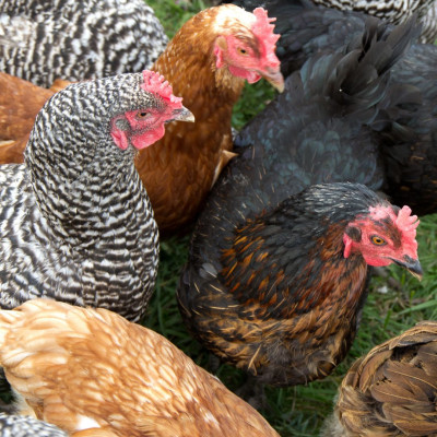 فروش مرغ بومی تخمگذار اصلاح نژاد شده 
