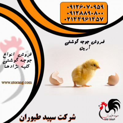 فروش جوجه مرغ گوشتی1روزه خوراک طیور - طیور