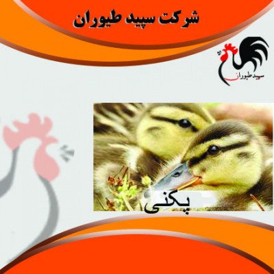 قیمت جوجه اردک یکروزه - طیور