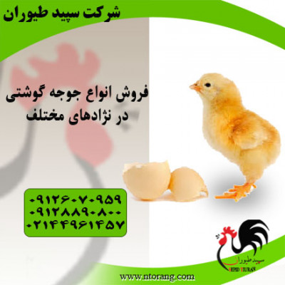 فروش بهترین برند جوجه گوشتی ، فروش مرغ محلی - استان تهران