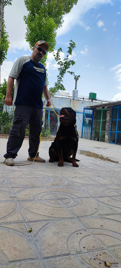 بزرگترین کنل کلاب سگ ایران