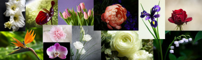 خرید انواع بذر گل ایرانی و خارجی 09194497966