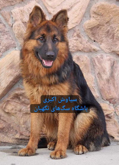 مرکز پرورش سگ ژرمن شپرد شولاین مو کوتاه