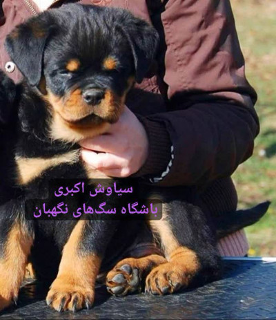 فروش سگ روتوایلر دو ماهه اصیل