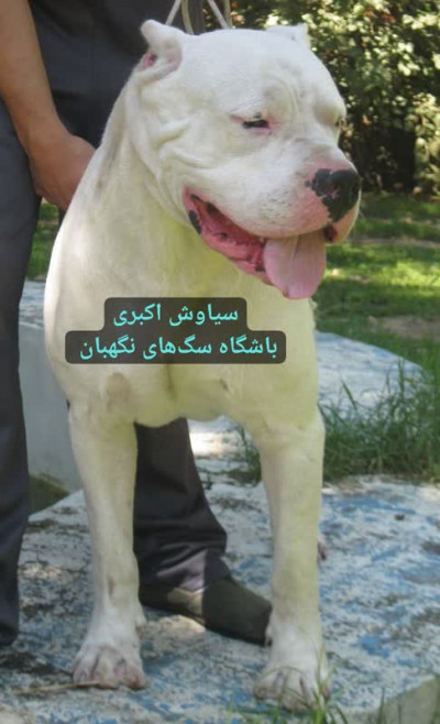 فروش سگ داگو ارژانتینو نگهبان اصیل 