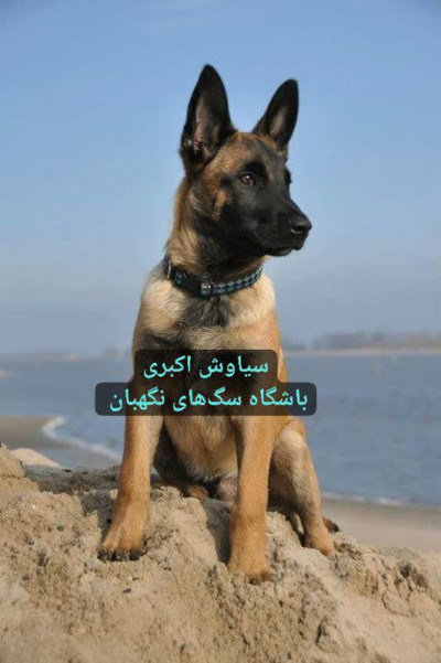 سگ مالینویز نگهبان اصیل و نژاد دار