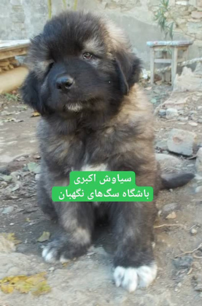 سگ سرابی 2 ماهه اصیل ایرانی نگهبان