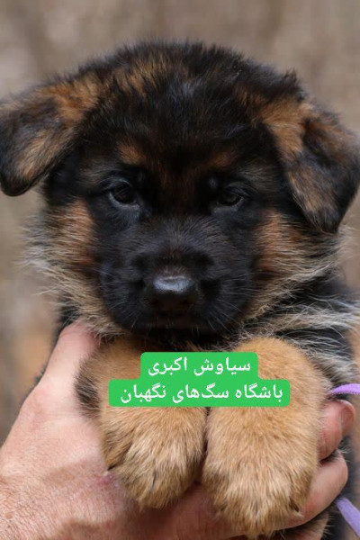 فروش سگ ژرمن شپرد شولاین قیمت ژرمن شپرد