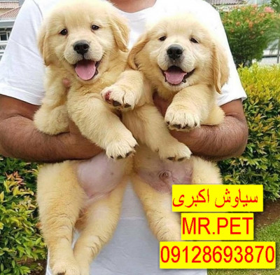  سگ گلدن رتریور پرداخت درب منزل