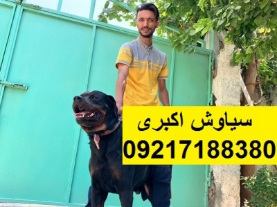 مرکز پرورش سگ روتوایلر اصیل خرید و فروش سگ روتوایلر
