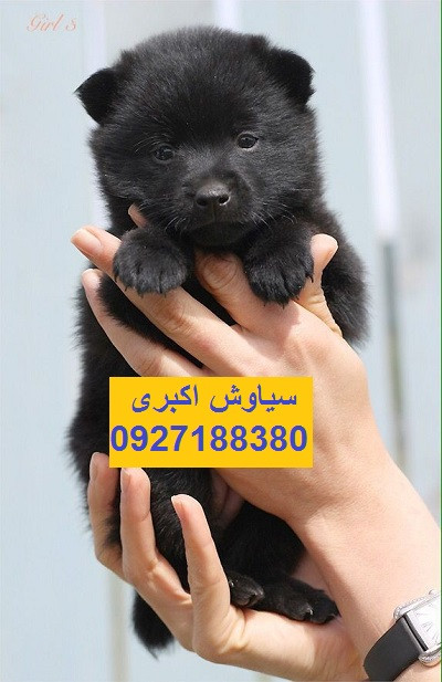 فروش توله سگ ژرمن شولاین مو بلند