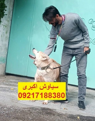 خرید و فروش سگ اکیتا ژاپنی توله سگ آکیتا ژاپنی