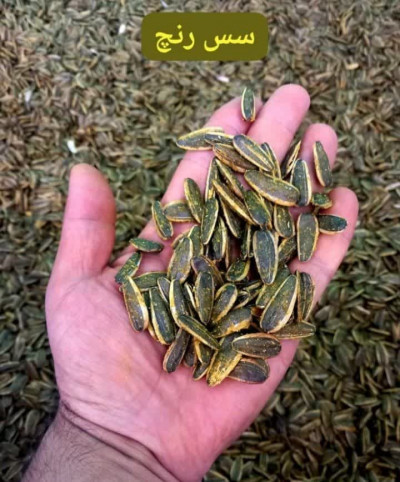 شرکت فریر همراه حرفه‌ای شما در تأمین طعم‌دهنده‌های پودری باکیفیت