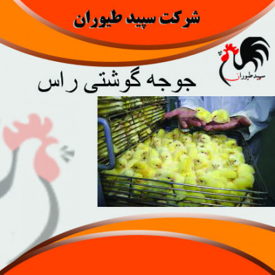 خرید و فروش جوجه گوشتی و محلی یک روزه ، طیور - طیور