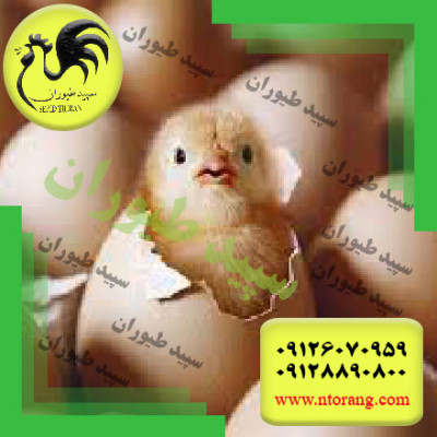 جوجه راس قیمت مناسب و جوجه یک روزه کاب - طیور