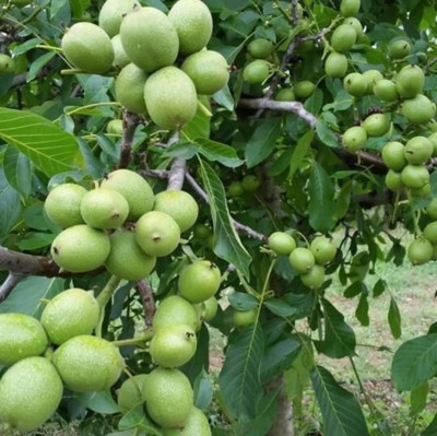 فروش انواع نهال میوه در مجموعه نهالستان بزرگ میاندوآب نهال نریمانی 