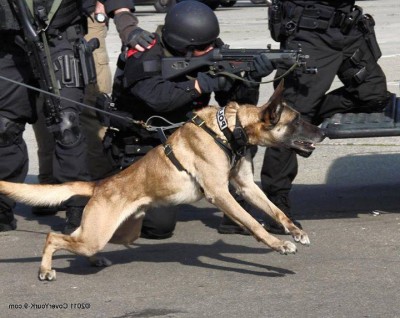 فروش استثنایی بلژین مالینویز سگ ارتش های دنیا